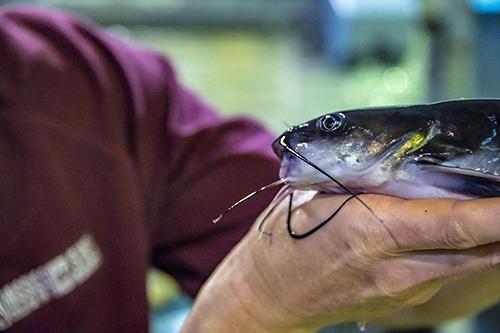 A Mississippi Agricultural and Forestry Experiment Station scientist handles a catfish at the H.H. Leveck Animal Science Research Center Aquaculture Unit.