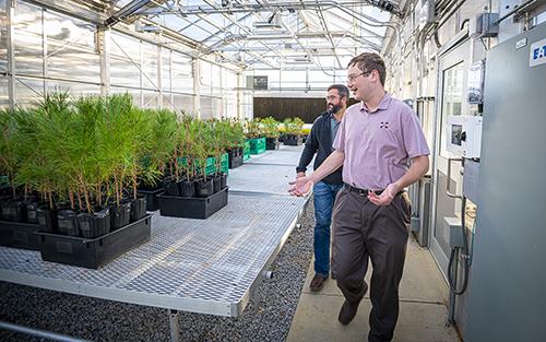 Evan Moore, a master’s student in forestry from Trussville, Alabama, walks in front of Josh Granger, forestry associate professor, as they survey Christmas trees growing at Mississippi State.