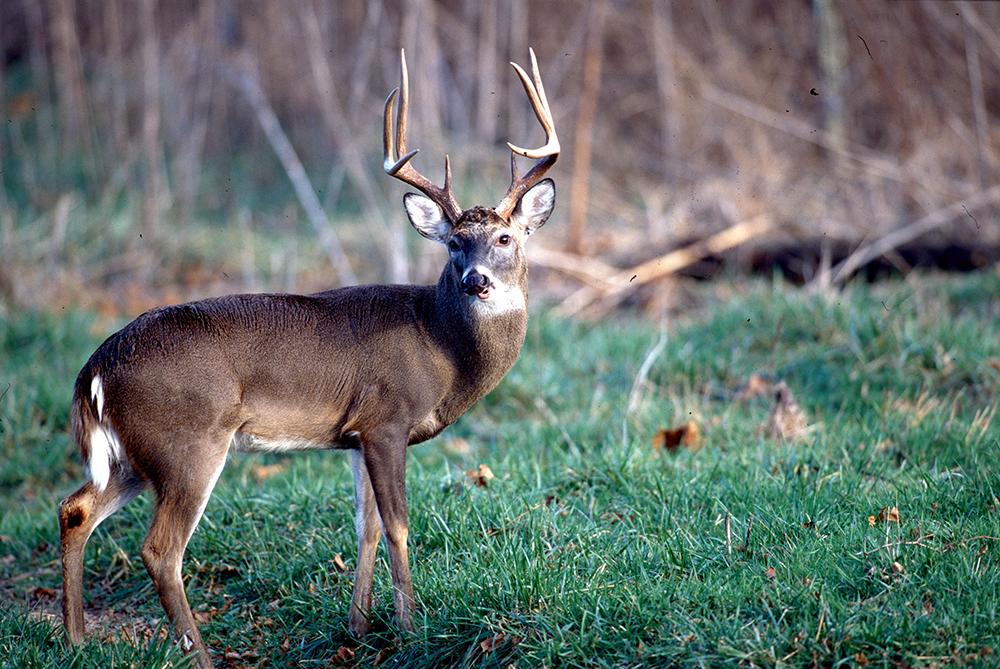 A buck stands in a field.