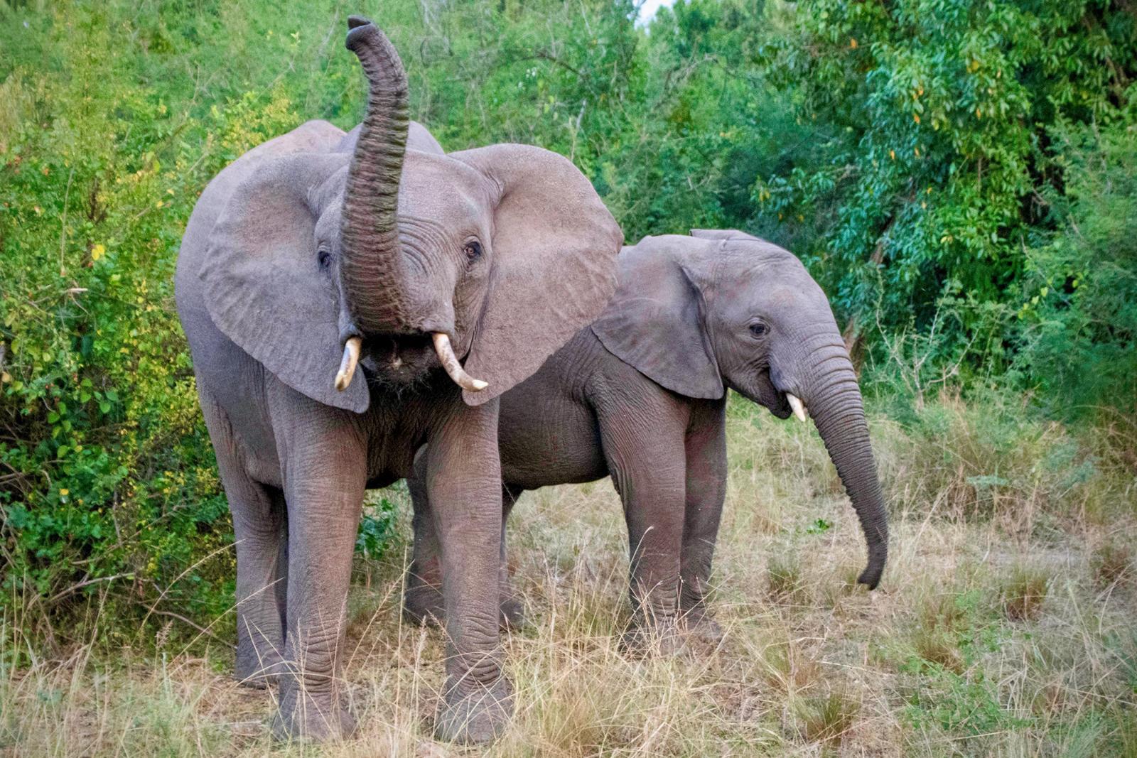 Two elephants are pictured in a field of grass and brush with trees in the background
