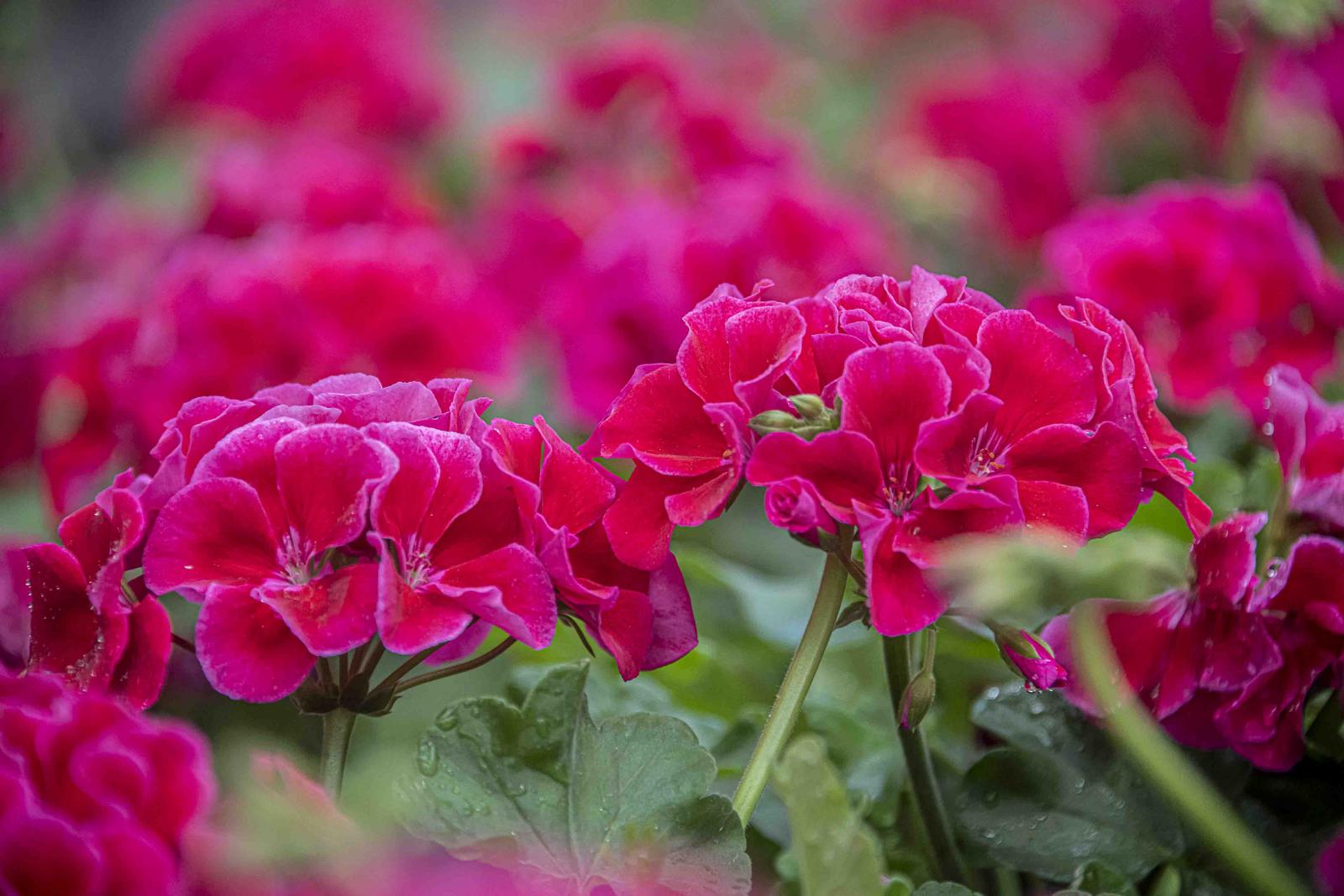 closeup of pink flowers