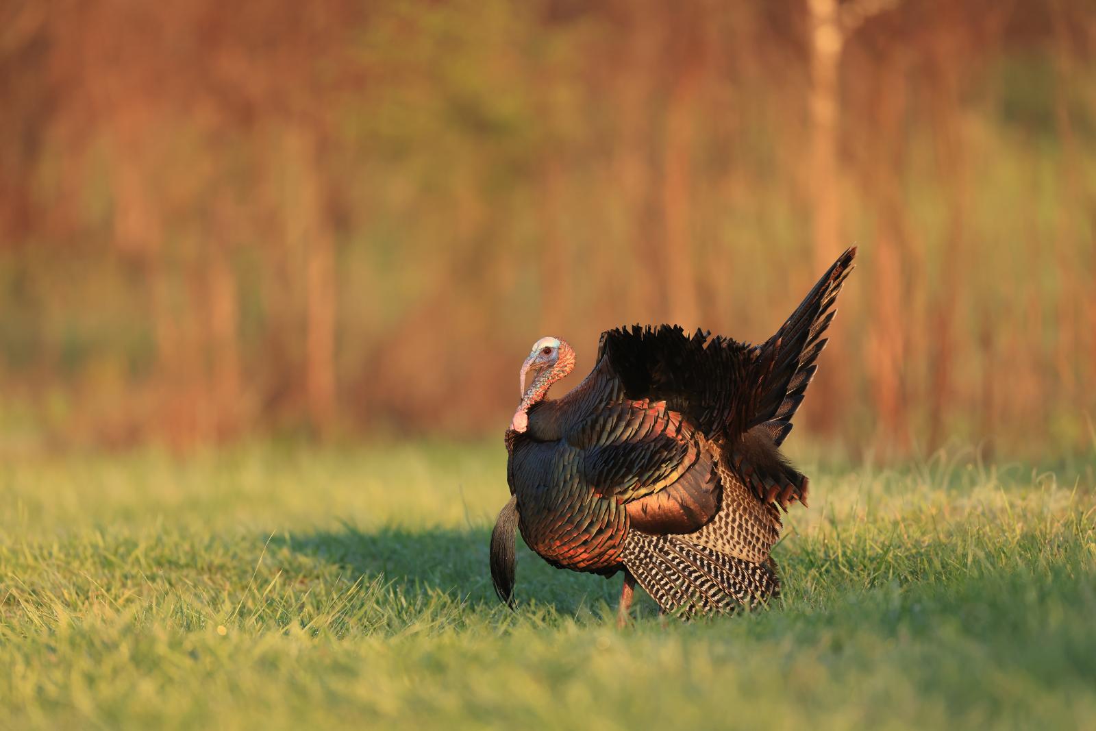 turkey in the wild