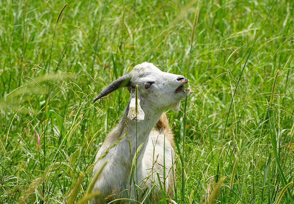 2026 Image of Research winner: “Forage Selection Unveiled: ‘Spoon’ Choose Quality First.”