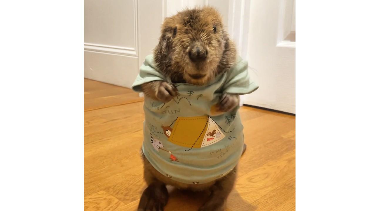 beaver in a onesie