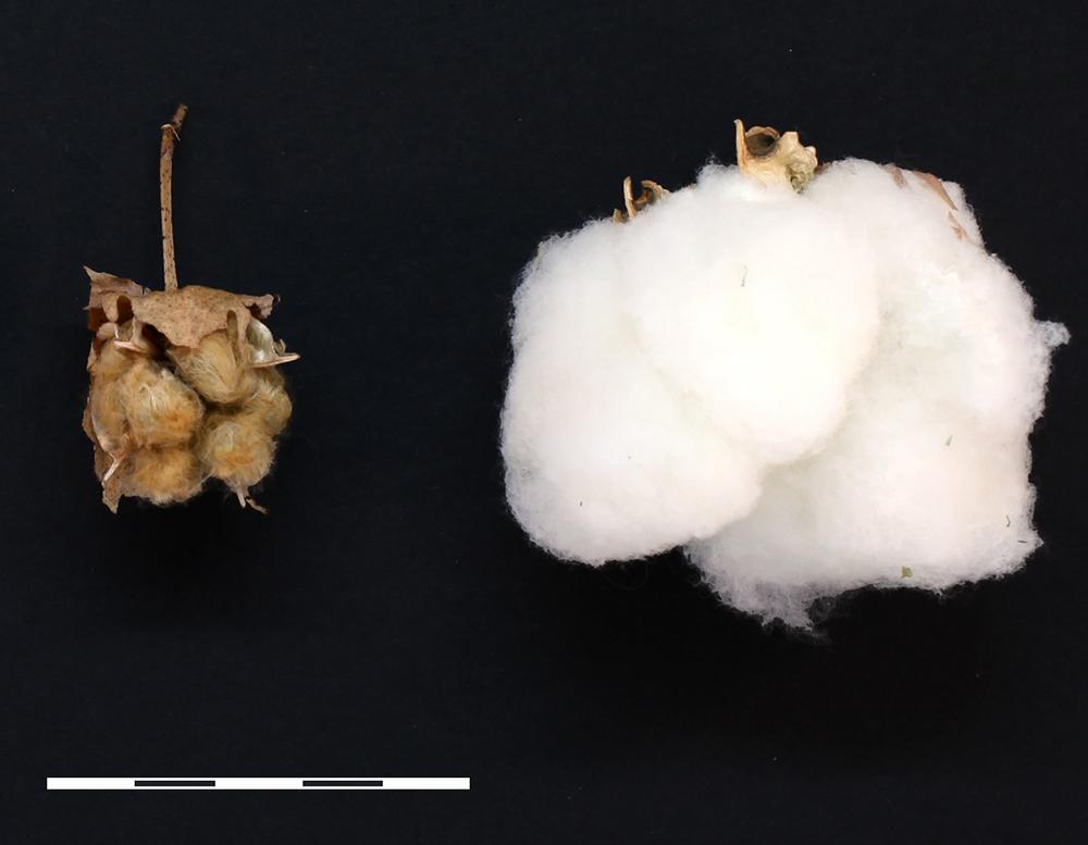 Two cotton bolls—a wild variant, left, and domesticated boll—are shown in a size comparison.