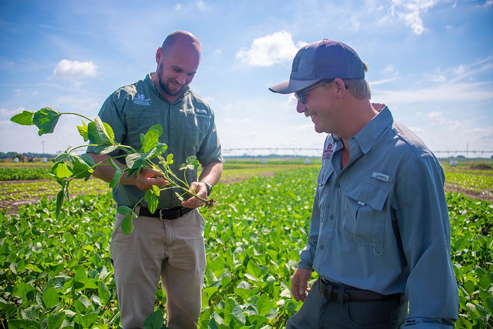 Mississippi State Assistant Professor Dave Spencer, left, and Lane Galloway, research associate I and doctoral student, examine soybeans at the Mississippi Agricultural and Forestry Experiment Station’s Black Belt Branch in Brooksville.