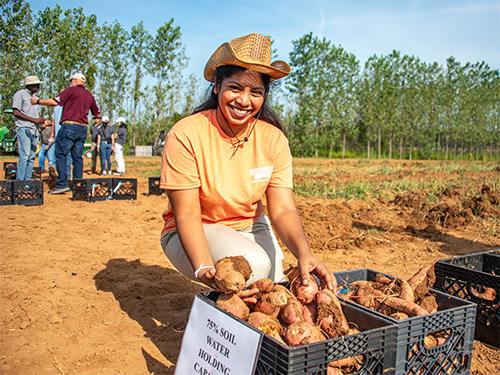 Ayodhya Hettiarachichi, an MSU agronomy doctoral student, pictured with sweet potatoes during the field day.